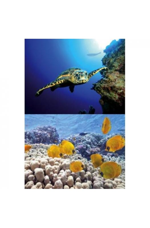 TETRA DECOART LAMINA TORTUGA&ARRECIFE